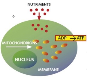 synteza-atp